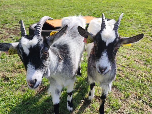 Ch&egrave;vres et Compagnie - Ferme pédagogique